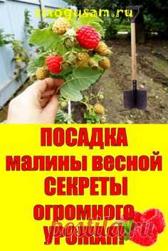 📌Посадка малины весной: СЕКРЕТЫ ОГРОМНОГО УРОЖАЯ🍓🍓🍓 | Малина, Выращивание малины, Посадка