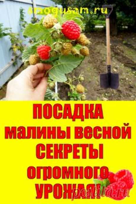 📌Посадка малины весной: СЕКРЕТЫ ОГРОМНОГО УРОЖАЯ🍓🍓🍓 | Малина, Выращивание малины, Посадка