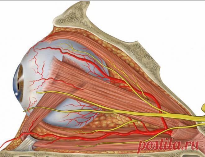 5 упражнений улучшения зрения по Бейтсу Согласно теории, выдвинутой Бэйтсом, существует тесная связь между состоянием психики и зрением. Когда психика расслаблена, зрение человека нормально.

