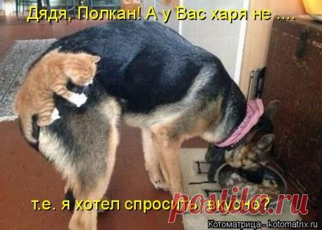 Мурка,твой ребёнок? | KotoMail.ru