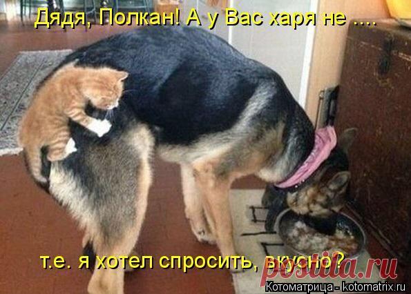 Мурка,твой ребёнок? | KotoMail.ru