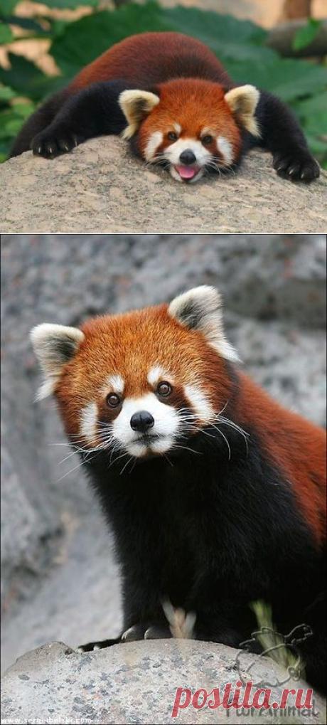 ПАНДА МАЛАЯ (Ailurus fulgens), Дикие животные и Млекопитающие