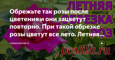 Обрежьте так розы после цветения и они зацветут повторно. При такой обрезке розы цветут все лето. Летняя обрезка роз на даче.