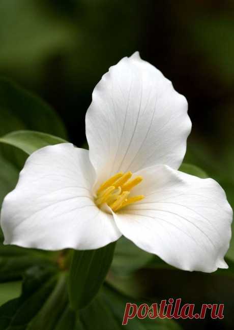 Триллиум крупноцветковый (Trillium grandiflorum)  |  Ботанический сад • Тверь - Публикации