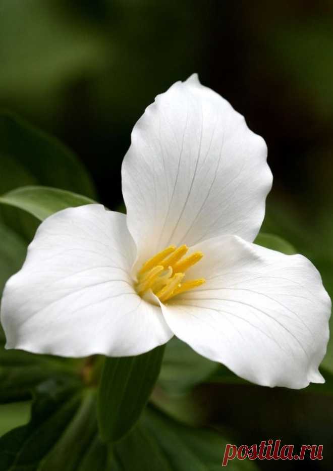 Триллиум крупноцветковый (Trillium grandiflorum)  |  Ботанический сад • Тверь - Публикации