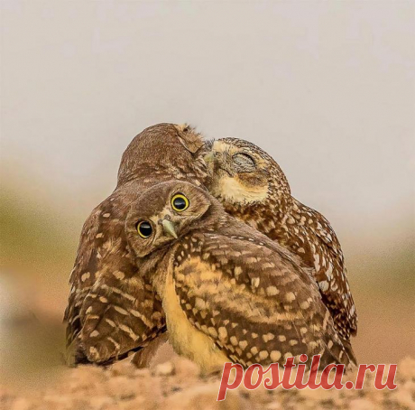 Финалисты конкурса самых смешных фотографий диких животных «Comedy Wildlife Photography Awards 2017»