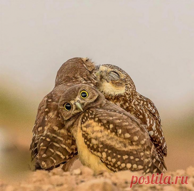 Финалисты конкурса самых смешных фотографий диких животных «Comedy Wildlife Photography Awards 2017»