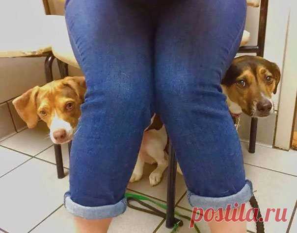 Когда ты понял, что тебя привезли к ветеринару