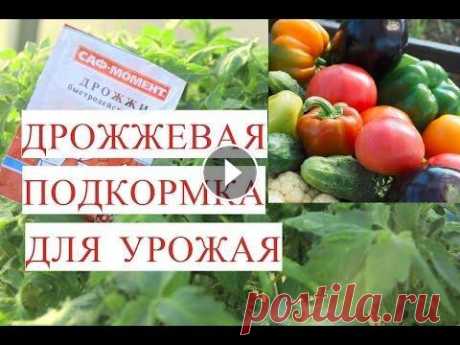 Все Прет как на Дрожжах! Подкормка Дрожжами для Отличного Урожая. Подкормка. Подкормка помидор, точнее томатов, подкормка огурцов, подкормка клубники, подкормка рассады, чем подкормить рассаду - это одна из набирающи...
