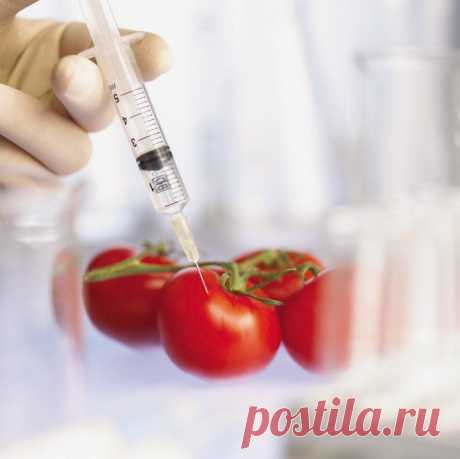 В России разрешили выращивать ГМО
Первые отечественные ГМО-продукты будут продавать через два-три года. Сейчас в России официально ГМО можно растить лишь на опытных участках, разрешен ввоз отдельных видов кукурузы, картошки, сои, риса и сахарной свеклы. Но несколько собеседников «Ведомостей» говорят, что вертикально-интегрированные агрохолдинги и раньше достаточно активно усеивали свои поля кормовыми ГМО, просто это как-то не афишировали. Продукты питания с добавлением ГМО в России