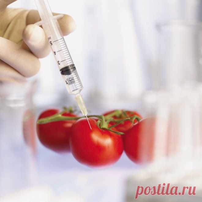 В России разрешили выращивать ГМО
Первые отечественные ГМО-продукты будут продавать через два-три года. Сейчас в России официально ГМО можно растить лишь на опытных участках, разрешен ввоз отдельных видов кукурузы, картошки, сои, риса и сахарной свеклы. Но несколько собеседников «Ведомостей» говорят, что вертикально-интегрированные агрохолдинги и раньше достаточно активно усеивали свои поля кормовыми ГМО, просто это как-то не афишировали. Продукты питания с добавлением ГМО в России