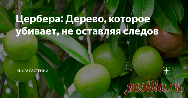 Цербера: Дерево, которое убивает, не оставляя следов #КнигаРастений представляет небольшое опаснейшее дерево, которое не стоит использовать даже в качестве дров! Цербера одолламская, родина которой - Индия, заслуженно носит своё имя. Вспомните Цербера, стража врат в мир мёртвых. Название связано скорее с его слюной. В мифологии считается, что она слишком токсична, и если сравнить её с чем-нибудь настоящим, то, возможно, она была бы очень мощной кислотой, убивающей всё живо...