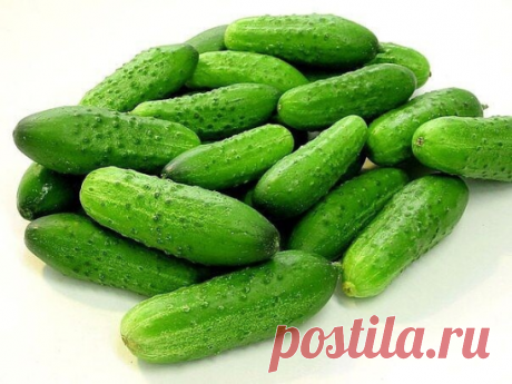 Интересный способ посадки огурцов. Отличный метод.

Белорусы, использующие этот способ, получают такой богатый урожай, что засаливают огурцы бочками.

Прошлой весной мы ездили к родственникам в Белоруссию и привезли оттуда способ посадки огурцов в грунт, которым пользуется моя тетя, Вера Кирилловна, уже не один десяток лет. Для посадки она готовит следующие компоненты: перегной, древесную золу, кипяток и собственно семена. Инструмент, применяемый в этой операции, всем изве...