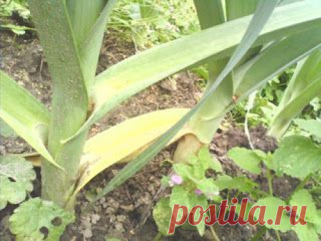 Выращивание лука порея в Сибири. Советы специалистов.