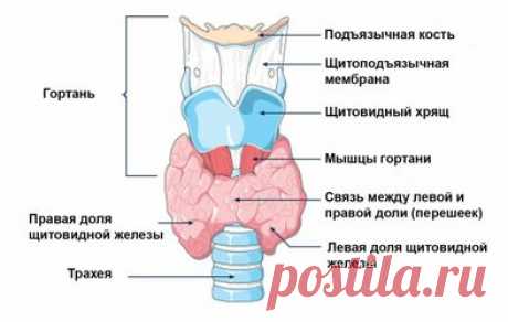Норма объема щитовидной железы у женщин Щитовидная железа является важной частью эндокринной системы и отвечает за здоровое функционирование почти всех органов человека. В настоящее время заболевание щитовидной железы по частоте случаев не уступает сахарному диабету. Как показывает медицинская практика, патологии ЩЖ наиболее часто встречается у женщин. Поэтому для женщин очень важно понимать, что такое норма гормонов щитовидной железы и уметь определять ее по результатам таблицы.