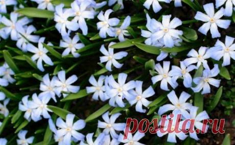 8. Хионодокса, или снеговик