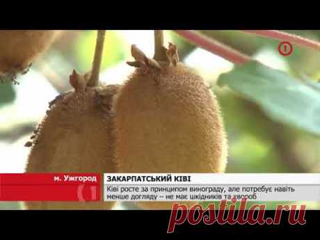 Саджанці ківі - YouTube