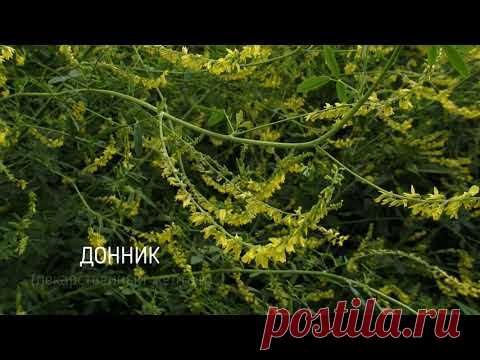 Донник желтый - душистый и полезный