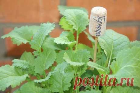 Маркеры для грядок - Садоводка