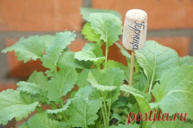 Маркеры для грядок - Садоводка