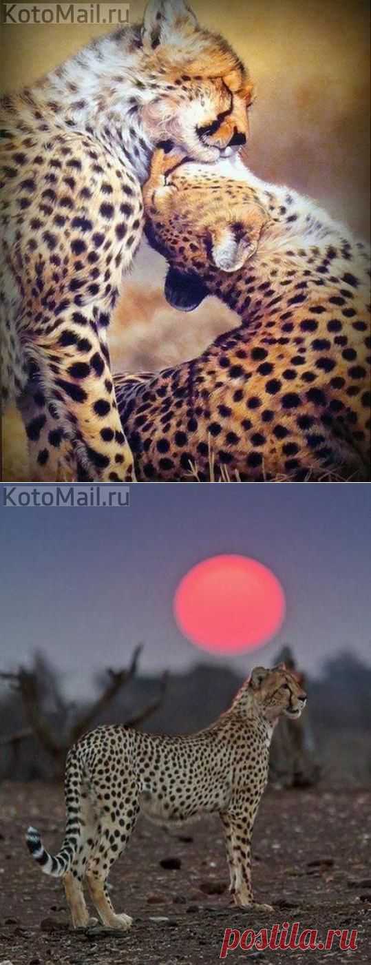Изящный зверь