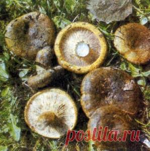 Чернушка (груздь черный): идеальный гриб для засолки