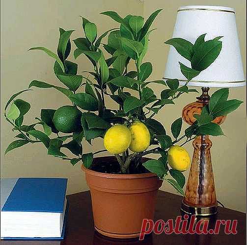 Как прививать лимон..