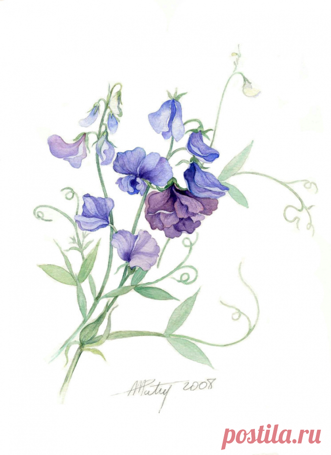 Коллекция картинок: Anne Marie Patry-Belluteau_ Акварели