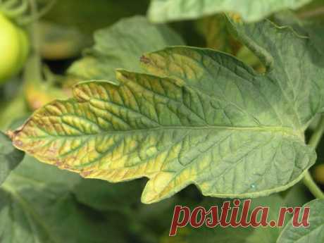 Каких удобрений не хватает томатам?

Почва для томатов должна быть заправлена удобрениями, но не чрезмерно. Если удобрить грядки свежим навозом, куст пышно разрастется, а завязи почти не будут развиваться. Придется посадить помидоры «на диету»: подсушить воздух и почву, убрать часть листьев, провести корневую и внекорневую подкормку удобрениями (фосфорными).

Если томаты растут медленно, листья желтеют и скручиваются, многие думают, что растениям не хватает влаги, и усилив...