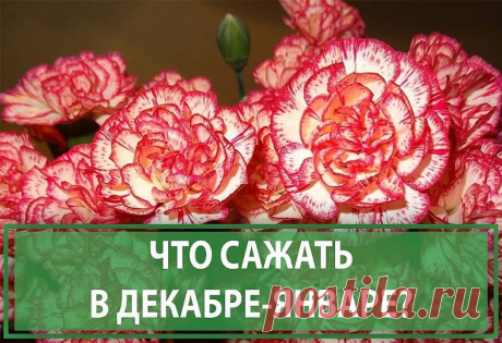 🌱ДАЧА🍏САД🍅ОГОРОД в Instagram: «ЧТО САЖАТЬ В ДЕКАБРЕ-ЯНВАРЕ? ⠀ Вопреки расхожему мнению, ❄зимой у садоводов тоже хватает забот. В это время пора сажать цветы на рассаду🌱.…» 708 отметок «Нравится», 25 комментариев — 🌱ДАЧА🍏САД🍅ОГОРОД (@agronomu) в Instagram: «ЧТО САЖАТЬ В ДЕКАБРЕ-ЯНВАРЕ? ⠀ Вопреки расхожему мнению, ❄зимой у садоводов тоже хватает забот. В…»
