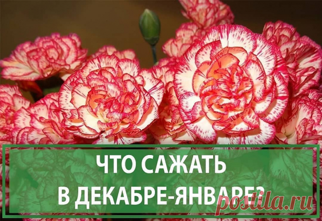 🌱ДАЧА🍏САД🍅ОГОРОД в Instagram: «ЧТО САЖАТЬ В ДЕКАБРЕ-ЯНВАРЕ? ⠀ Вопреки расхожему мнению, ❄зимой у садоводов тоже хватает забот. В это время пора сажать цветы на рассаду🌱.…» 708 отметок «Нравится», 25 комментариев — 🌱ДАЧА🍏САД🍅ОГОРОД (@agronomu) в Instagram: «ЧТО САЖАТЬ В ДЕКАБРЕ-ЯНВАРЕ? ⠀ Вопреки расхожему мнению, ❄зимой у садоводов тоже хватает забот. В…»