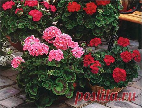 Пеларгония