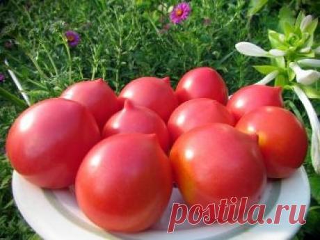 Чтобы было больше помидоров, чем зелени на них!

1. Нельзя подготавливать в теплице слишком богатый питательный грунт для этой культуры. Вносить (даже с осени) навоз или подкармливать коровяком о период вегетации.

2. Не стоит поливать томаты в первые 2-3 недели после посадки (особенно произведенной в ранние сроки). Воды, налитой в лунки, вполне достаточно для нормального укоренения растений. А небольшое ограничение с поливом только активизирует дальнейшее освоение почвы к...