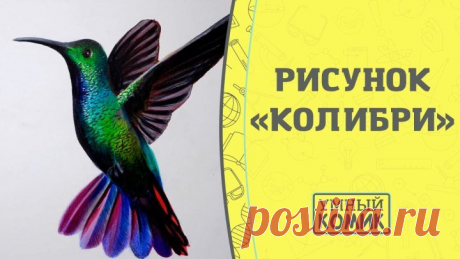 Красивый рисунок «Колибри»