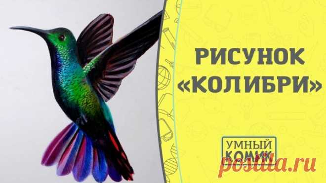 Красивый рисунок «Колибри»