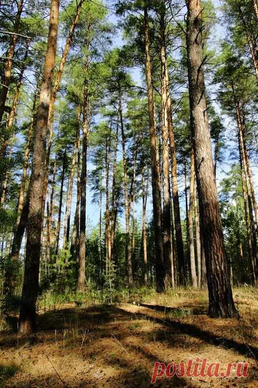 Лес-красота планеты/Forest - beauty of the planet – Google+