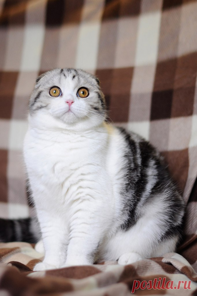 USMpee4kVtA.jpg (683×1024)