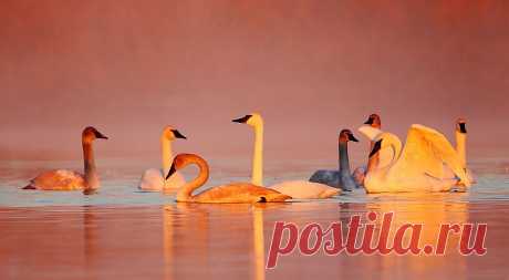 500px / Swans at Sunrise by Danny Brown