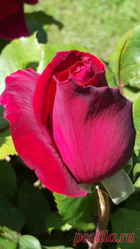 (11) Pinterest