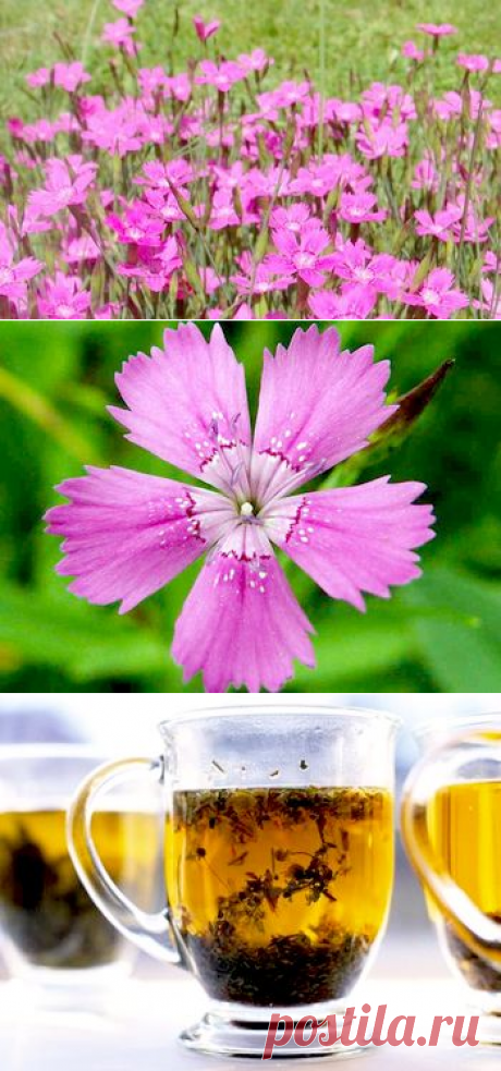 Гвоздика травянка в рецептах народной медицины