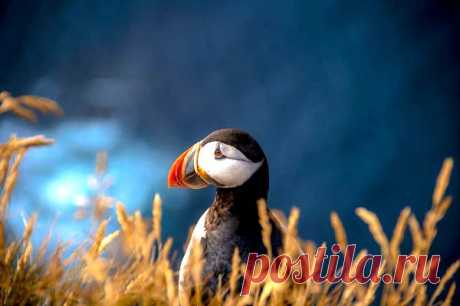 Лучшие фотографии National Geographic за апрель 2014