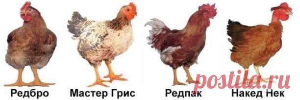 Цветные бройлеры 
 
По сути это мясо-яичные кроссы. Они намного выносливее белых бройлеров, им не нужны комбикорма высокого качества в течении всей жизни (а стартовать для любой птицы надо с лучшего), они могут гулять и пастись, и проживать в условиях не стерильного курятника. То есть цветной бройлер и погуляет и картошечку нашу в мешанке переварит. Заносятся рано, голошейки в 4,5 месяца. Несутся хорошо крупным яйцом. На мясо петухов убирают в 3-4 месяца. 
 
Откорм - месяц...