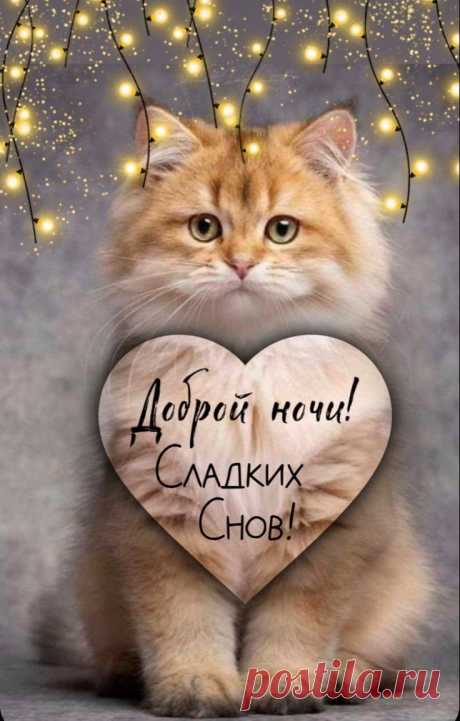 Доброй ночи
Тебе желаю от души.
Пусть сны, которые увидишь,
Будут лишь радостью полны. открытка с доброй ночи