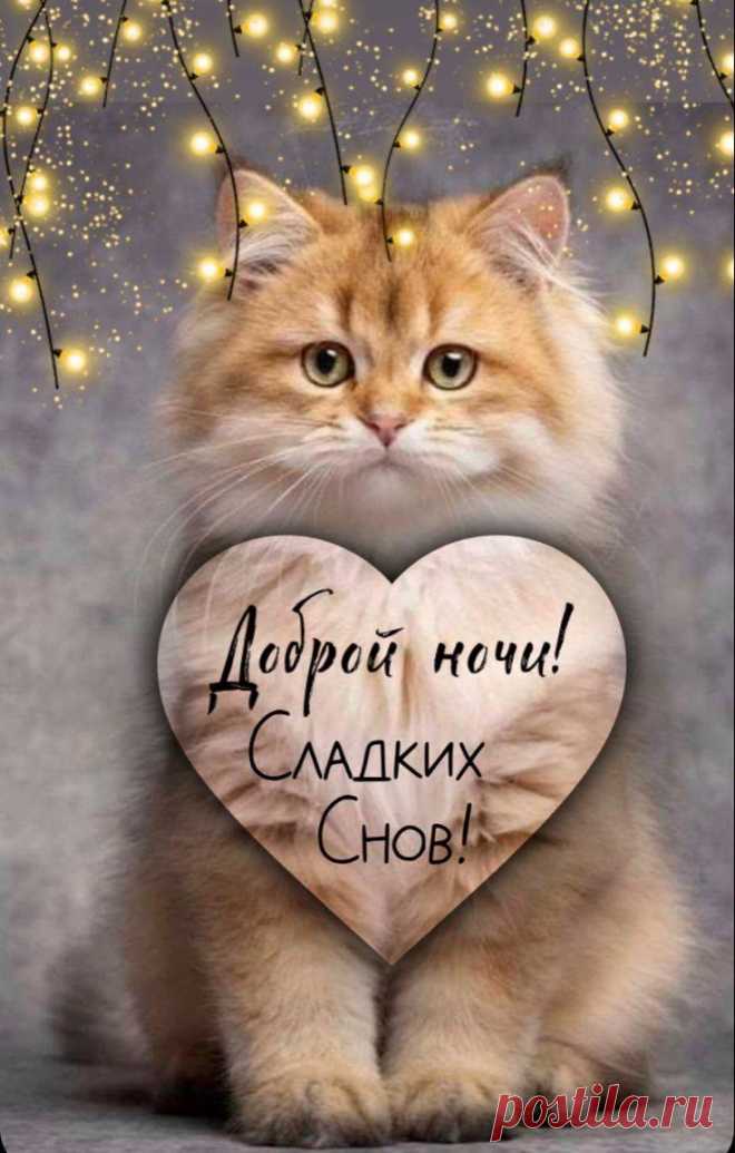 Доброй ночи
Тебе желаю от души.
Пусть сны, которые увидишь,
Будут лишь радостью полны. открытка с доброй ночи