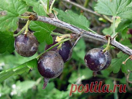 Крыжовник – болезни и вредители, фото: мучнистая роса на крыжовнике; налет на крыжовнике – чем обработать от болезней и вредителей