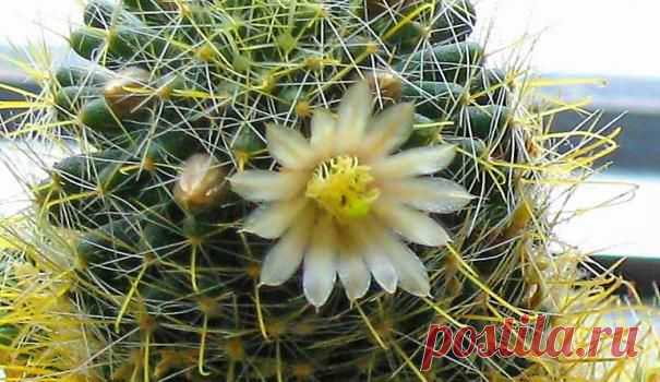 Поливаем кактусы правильно — Сад на подоконнике