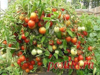 Чтобы было больше помидоров, чем зелени на них!