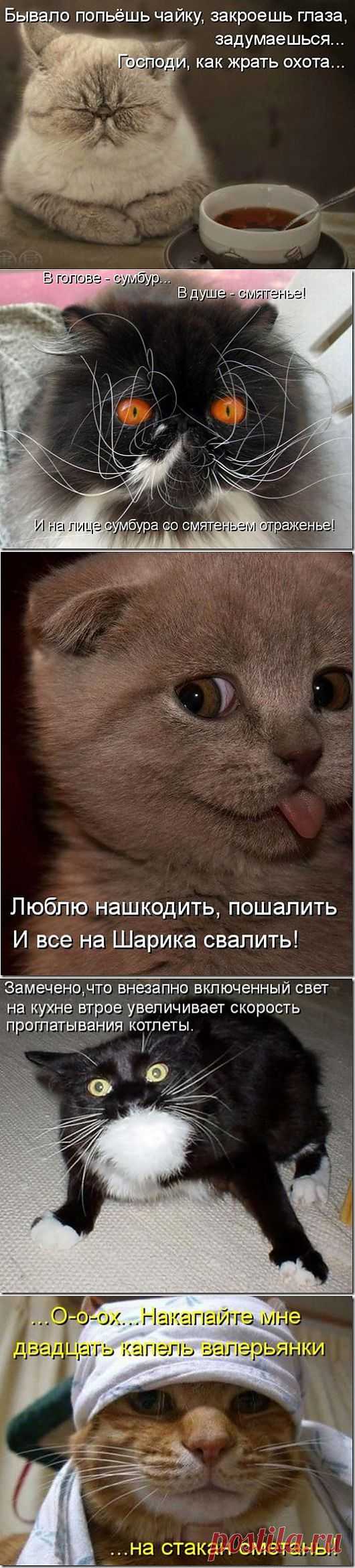 Котодром (05.03.13) | SOFTMIXER