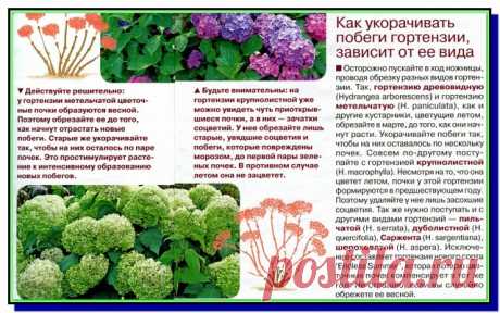 Обрезаем Гортензию правильно