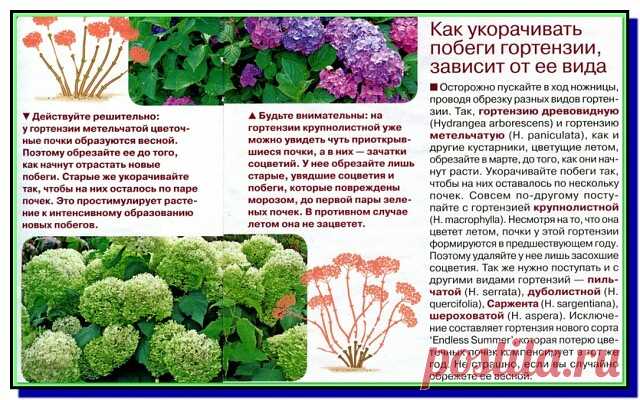 Обрезаем Гортензию правильно